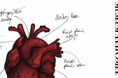 ADATOMIJA. Sirds anatomijas izšūšanas meistarklase